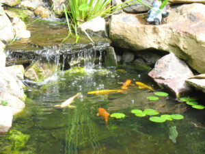 Koi and Gold Fish