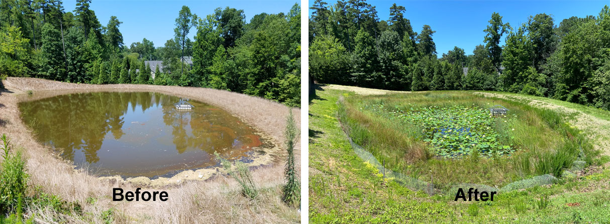 Before and After Littoral Shelf Planting
