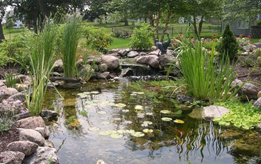 Ecosystem Pond