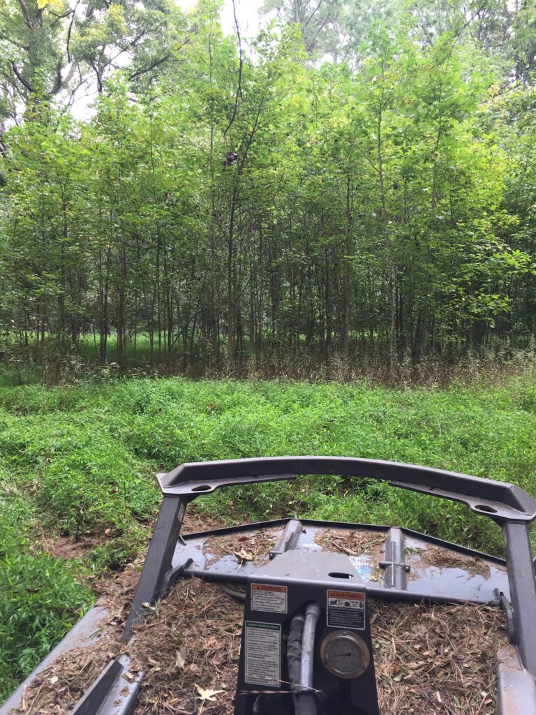 Before Forestry Mulching