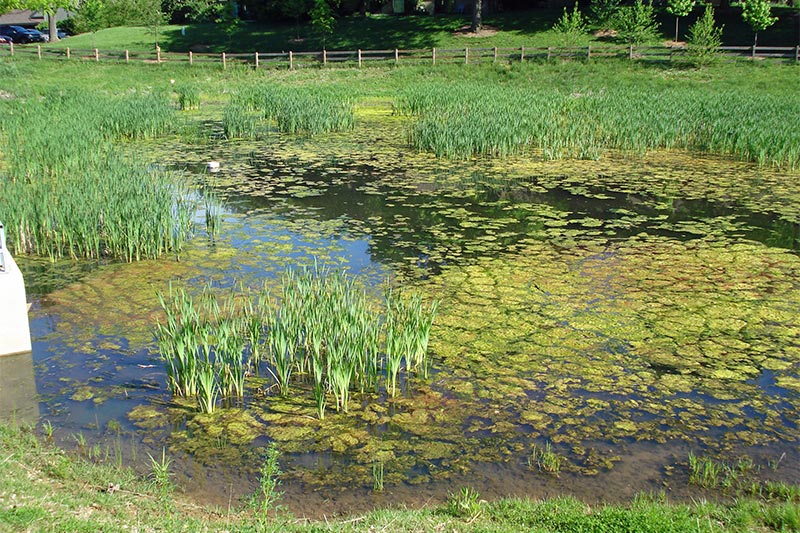 Cattails and Algae