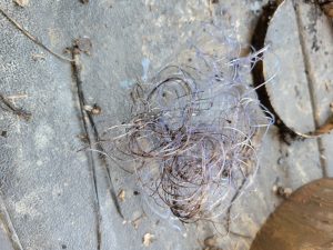Fishing line that was removed