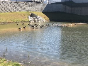 Geese on bank