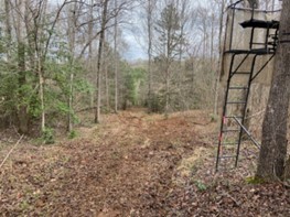 After Forestry Mulching