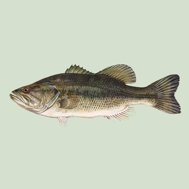 Largemouth Bass